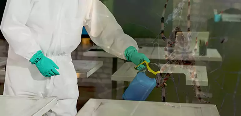 Why Buyers Still Want Homes With Pest Infestations in Modesto, CA?